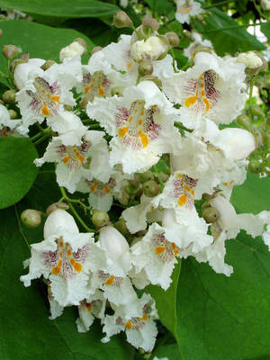 CATALPA BIGNONIOIDES